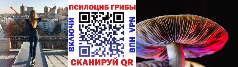 Галлюциногенные грибы Cubensis  закладки  Теберда 